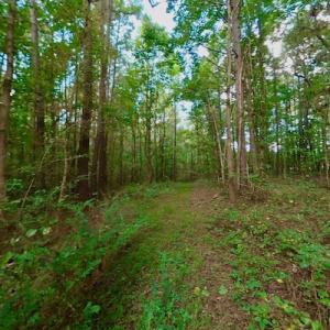 Photo #38 of SOLD property in Off Peter Stallings Road, Macon, NC 187.0 acres