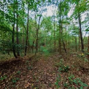 Photo #39 of SOLD property in Off Peter Stallings Road, Macon, NC 187.0 acres
