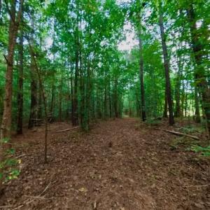 Photo #42 of SOLD property in Off Peter Stallings Road, Macon, NC 187.0 acres