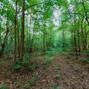 Photo #49 of Off Peter Stallings Road, Macon, NC 187.0 acres