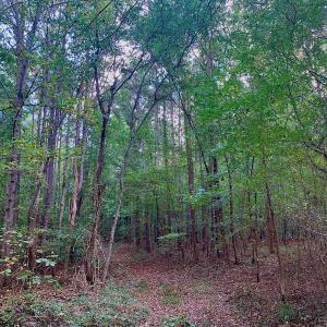 Photo #22 of SOLD property in Off Peter Stallings Road, Macon, NC 187.0 acres