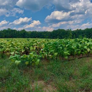 Photo #25 of SOLD property in Off Peter Stallings Road, Macon, NC 187.0 acres