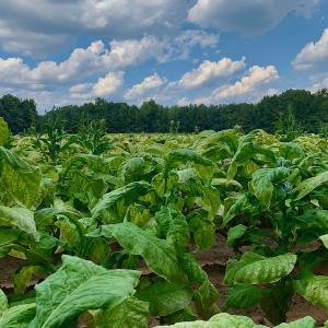 Photo #26 of SOLD property in Off Peter Stallings Road, Macon, NC 187.0 acres