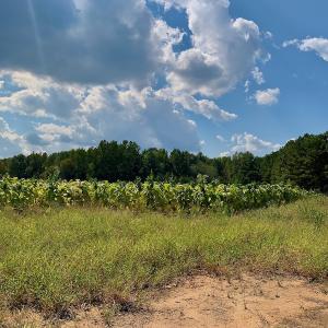 Photo #29 of SOLD property in Off Peter Stallings Road, Macon, NC 187.0 acres