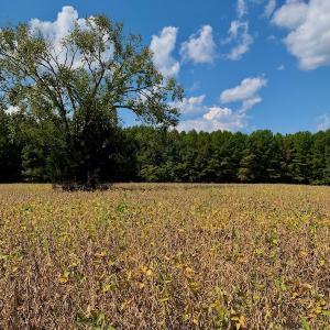 Photo #32 of SOLD property in Off Peter Stallings Road, Macon, NC 187.0 acres