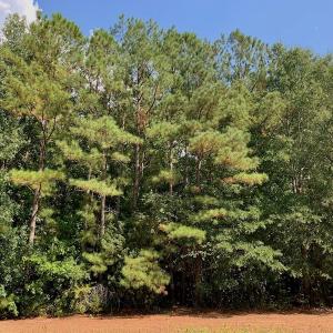 Photo #33 of SOLD property in Off Peter Stallings Road, Macon, NC 187.0 acres