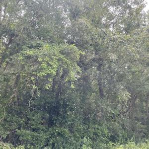 Photo #6 of SOLD property in OFF NC HWY 130 W, Rowland, NC 16.0 acres