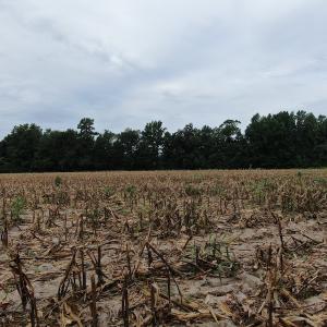 Photo #8 of SOLD property in OFF NC HWY 130 W, Rowland, NC 16.0 acres