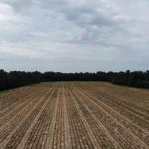 Photo #3 of Off NC HWY 130 W, Rowland, NC 90.0 acres