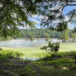 Photo #24 of SOLD property in Off Sunken Meadow Road, Spring Grove, VA 678.6 acres