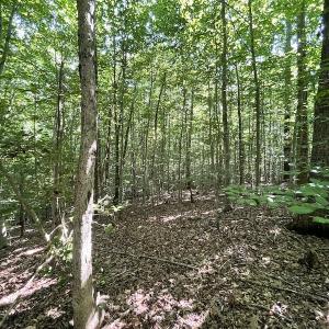 Photo #35 of SOLD property in Off Sunken Meadow Road, Spring Grove, VA 678.6 acres