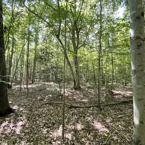 Photo #36 of SOLD property in Off Sunken Meadow Road, Spring Grove, VA 678.6 acres