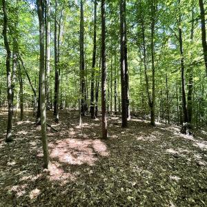 Photo #39 of SOLD property in Off Sunken Meadow Road, Spring Grove, VA 678.6 acres