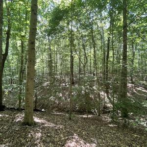 Photo #40 of SOLD property in Off Sunken Meadow Road, Spring Grove, VA 678.6 acres