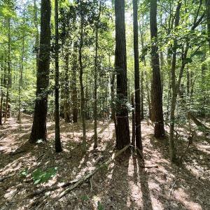 Photo #41 of SOLD property in Off Sunken Meadow Road, Spring Grove, VA 678.6 acres