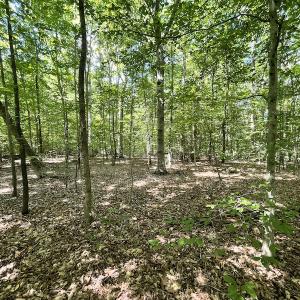 Photo #42 of SOLD property in Off Sunken Meadow Road, Spring Grove, VA 678.6 acres