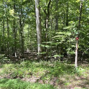 Photo #43 of SOLD property in Off Sunken Meadow Road, Spring Grove, VA 678.6 acres