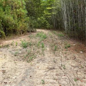 Photo #41 of SOLD property in Off Manning Drive, Valentines, VA 36.0 acres