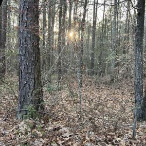 Photo #30 of 30075 Meherrin Road, Boykins, VA 116.0 acres