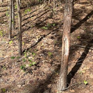 Photo #33 of 30075 Meherrin Road, Boykins, VA 116.0 acres