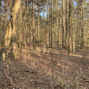 Photo #34 of 30075 Meherrin Road, Boykins, VA 116.0 acres