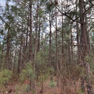 Photo #36 of 30075 Meherrin Road, Boykins, VA 116.0 acres
