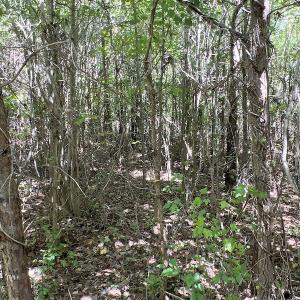 Photo #18 of SOLD property in Off Horseshoe Trail, Halifax, VA 48.0 acres