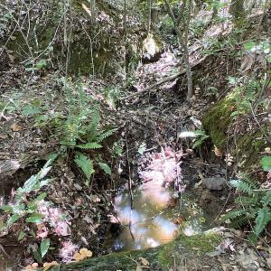 Photo #23 of SOLD property in Off Horseshoe Trail, Halifax, VA 48.0 acres