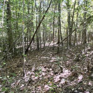 Photo #24 of SOLD property in Off Horseshoe Trail, Halifax, VA 48.0 acres