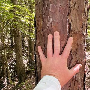 Photo #25 of SOLD property in Off Horseshoe Trail, Halifax, VA 48.0 acres