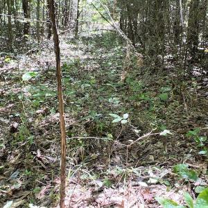 Photo #26 of SOLD property in Off Horseshoe Trail, Halifax, VA 48.0 acres