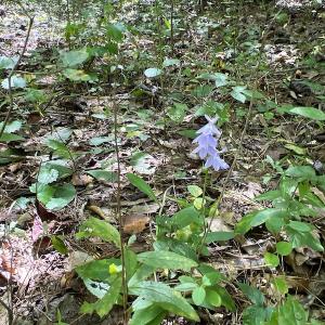 Photo #27 of SOLD property in Off Horseshoe Trail, Halifax, VA 48.0 acres