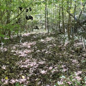 Photo #29 of SOLD property in Off Horseshoe Trail, Halifax, VA 48.0 acres