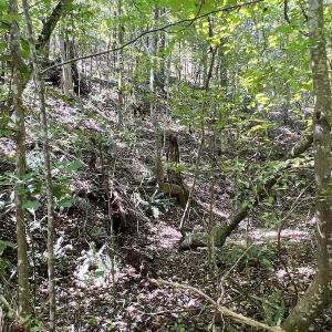 Photo #31 of SOLD property in Off Horseshoe Trail, Halifax, VA 48.0 acres