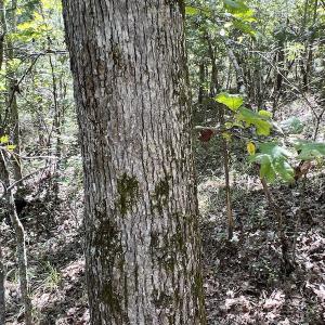 Photo #32 of SOLD property in Off Horseshoe Trail, Halifax, VA 48.0 acres