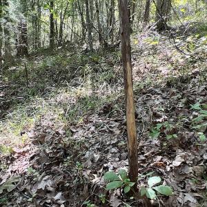 Photo #33 of SOLD property in Off Horseshoe Trail, Halifax, VA 48.0 acres