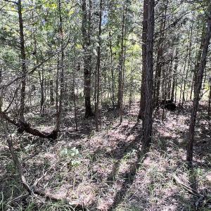 Photo #35 of SOLD property in Off Horseshoe Trail, Halifax, VA 48.0 acres