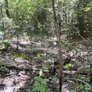 Photo #36 of SOLD property in Off Horseshoe Trail, Halifax, VA 48.0 acres