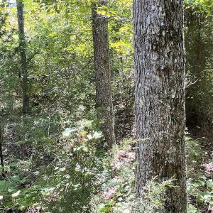 Photo #38 of SOLD property in Off Horseshoe Trail, Halifax, VA 48.0 acres