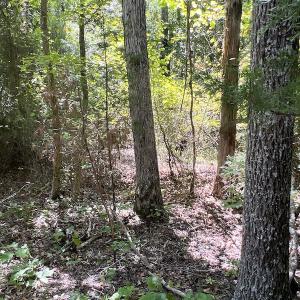 Photo #39 of SOLD property in Off Horseshoe Trail, Halifax, VA 48.0 acres