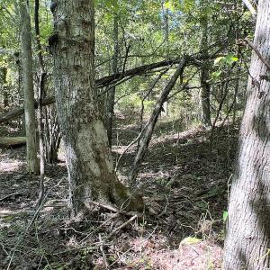 Photo #40 of SOLD property in Off Horseshoe Trail, Halifax, VA 48.0 acres