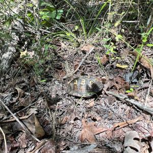 Photo #42 of SOLD property in Off Horseshoe Trail, Halifax, VA 48.0 acres