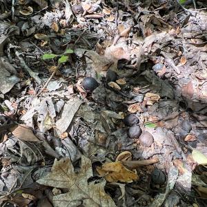 Photo #43 of SOLD property in Off Horseshoe Trail, Halifax, VA 48.0 acres