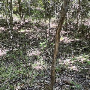 Photo #44 of SOLD property in Off Horseshoe Trail, Halifax, VA 48.0 acres