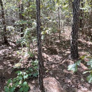 Photo #46 of SOLD property in Off Horseshoe Trail, Halifax, VA 48.0 acres