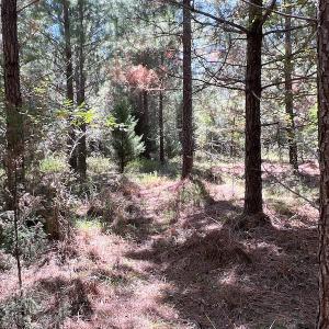 Photo #47 of SOLD property in Off Horseshoe Trail, Halifax, VA 48.0 acres
