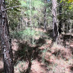 Photo #48 of SOLD property in Off Horseshoe Trail, Halifax, VA 48.0 acres