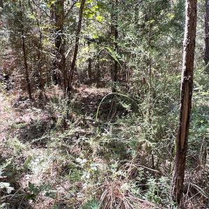 Photo #50 of SOLD property in Off Horseshoe Trail, Halifax, VA 48.0 acres