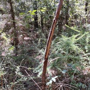Photo #51 of SOLD property in Off Horseshoe Trail, Halifax, VA 48.0 acres