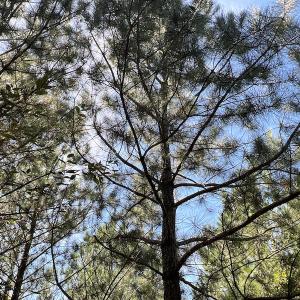 Photo #52 of SOLD property in Off Horseshoe Trail, Halifax, VA 48.0 acres